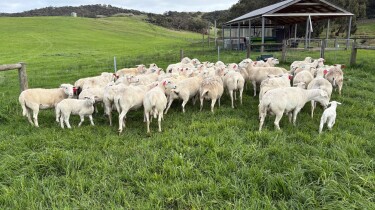 EWEs 2